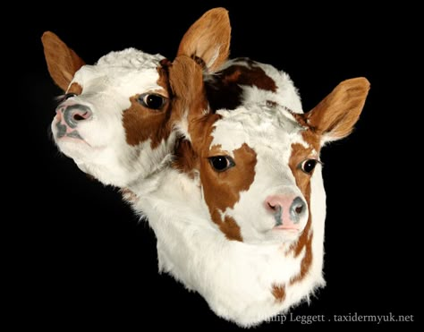 Two Headed Animals, Two Headed Calf, Taxidermy Art, Spooky Tattoos, Vulture Culture, Two Heads, Painting References, Animal Reference, Animal References