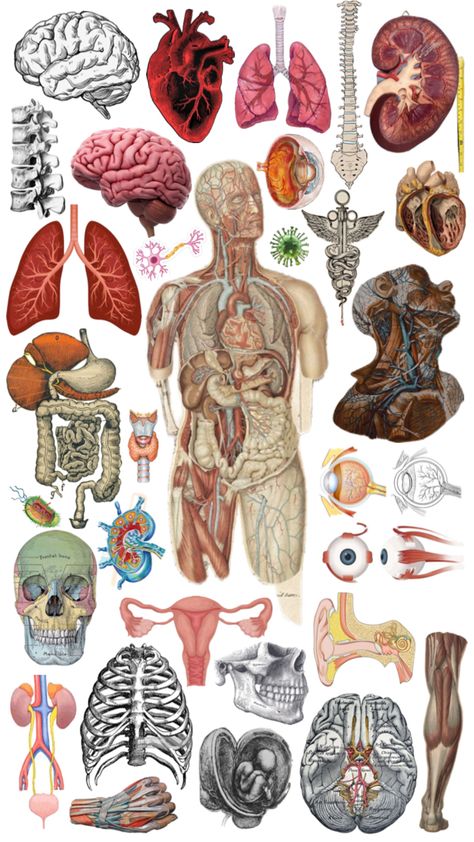 Aesthetic Med Notes, Human Body Systems Notes Aesthetic, Pharmacology Stickers, Human Body Anatomy Aesthetic, Lungs Art Anatomy, Human Anatomy Wallpaper, Organs Art Aesthetic, Anatomy And Physiology Aesthetic, Organ Aesthetic