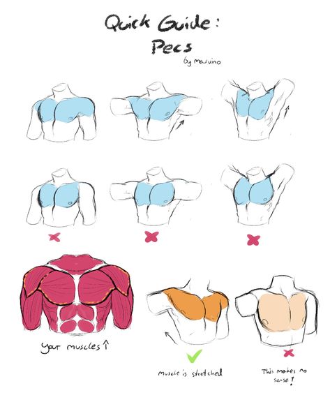 Muscle Anatomy Drawing, Anatomy Help, Male Anatomy, Drawing Help, Human Anatomy Drawing, Body Drawing Tutorial, Manga Drawing Tutorials, Helpful Things, Four Arms