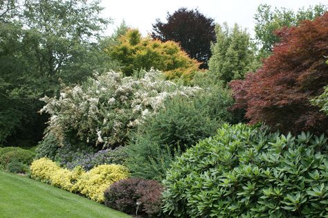 Shrub border layering with Acer, Berberis, Euonymus and Hebe | Flickr - Photo Sharing! Shrub Border Ideas, Garden Shrubs Evergreen, Shrubs For Borders, Shrub Garden, Shrub Border, Garden Planting Ideas, Ideas Jardin, Landscape Borders, Shade Shrubs