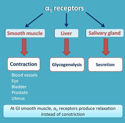 Alpha adrenergic receptors Alpha And Beta Receptors, Alpha Adrenergic Agonist, Pharmacology Nursing Study, Physiology Notes, Nervous System Anatomy, Adrenergic Receptors, Optometry School, Paramedic School, Nursing Information