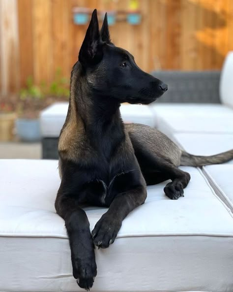 Belgian Shepherd Malinois, Belgian Malinois Puppy, Malinois Puppy, Belgian Malinois Puppies, Belgium Malinois, Malinois Puppies, Belgian Malinois Dog, Malinois Dog, Belgian Shepherd