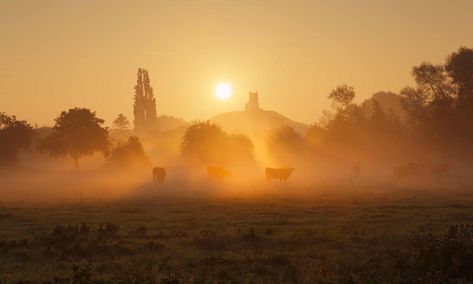 Dawn at Burrow Mump, on the Somerset Levels. Somerset Levels, Winter Wildlife, Mists Of Avalon, Glastonbury Tor, West Country, Sacred Places, Fall Travel, Secret Places, English Countryside