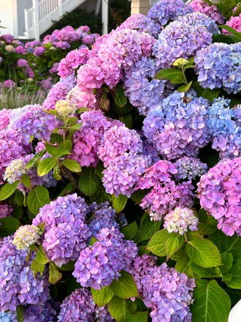 New England Summer | Hydrangeas in Cape Cod Kristin Core, Summer Collage, New England Summer, England Summer, Container Garden Design, Hydrangea Flowers, Aesthetic Eyes, Beautiful Flower Arrangements, Container Garden