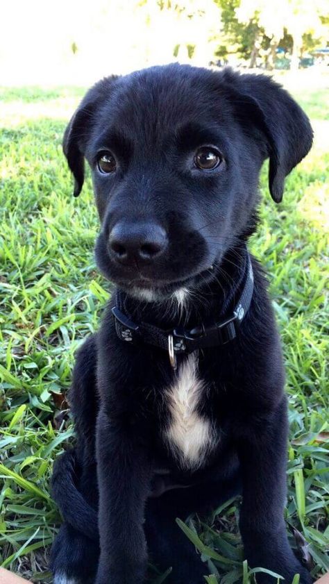 aussiedor black puppy Australian Shepherd Lab Mix, Black Dogs Breeds, Labrador Yellow, Lab Mix Puppies, Designer Dogs Breeds, Black Puppy, Dogs Breeds, Lab Puppy, Black Lab Puppies