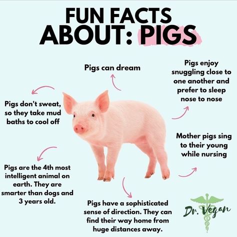 Pigs are playful friendly sensitive and intelligent animals. Theyve long been considered smarter than dogs and... Wholesome Animals, Tincture Bottles, Fb Quotes, Text Ideas, Full Spectrum Cbd, Vegan Memes, Healthy Inspiration, Why Vegan, Mushroom Coffee