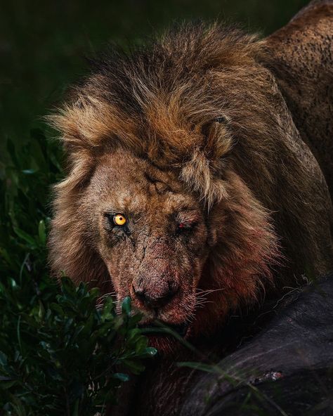 León, Leones, Lion, Big cat, Animal, Naturaleza,Scar león Predator Aesthetic, Wounded Lion, Lions Hunting, Terrifying Animals, Scary Lion, Lion Aesthetic, Lion Reference, Lion Attack, Barbary Lion