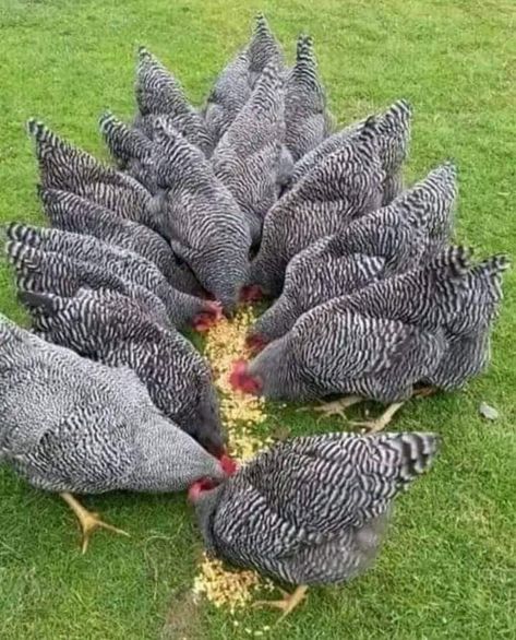 Barred Plymouth Rock, Chicken Rearing, Como Plantar Pitaya, Chicken Tunnels, Diy Crate Furniture, Chicken Barn, Birds Photography Nature, Wood Outdoor Furniture, Diy Crate