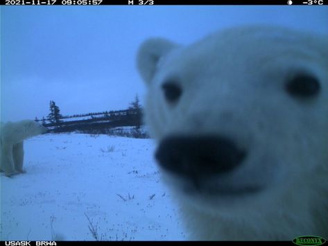 Trail Cam, Silly Animals, Reaction Images, Polar Bears, Reaction Memes, Little Animals, Reaction Pics, Literally Me, Polar Bear