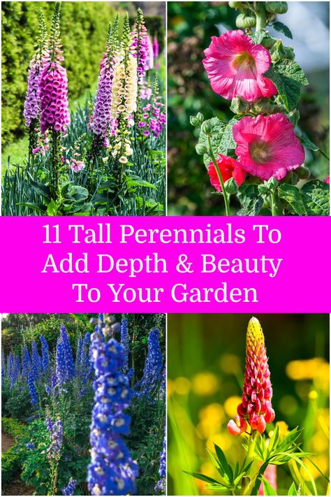 Tall Perennial Flowers, Shade Flowers Perennial, Tall Perennials, Part Shade Flowers, Part Shade Plants, Shade Landscaping, Garden Flowers Perennials, Full Sun Perennials, Flower Tower