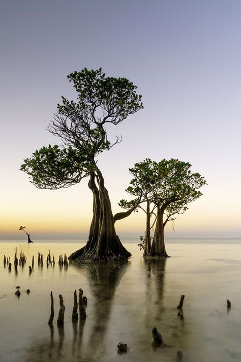 Walakiri Beach, Sumba Islands, Indonisia By Sarah Wouters Nambung National Park, Sumba Island, Kootenay National Park, Isle Of Arran, Capitol Reef National Park, Lone Tree, Denali National Park, Best Sunset, Arte Animal