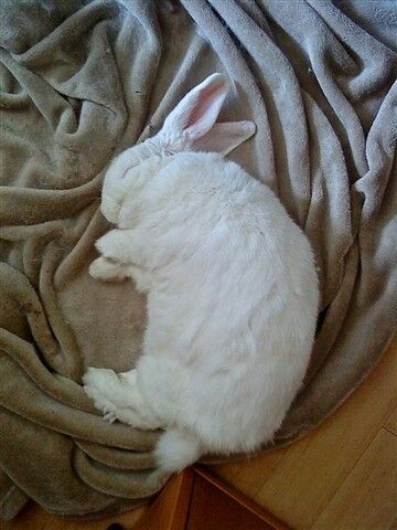 Beautiful white bunny sleeping and smiling :) Bunny Sleeping, Manx Cat, Sleeping Bunny, Beautiful Rabbit, Bunny Care, Cute Bunny Pictures, Love Bunnies, Fluffy Bunny