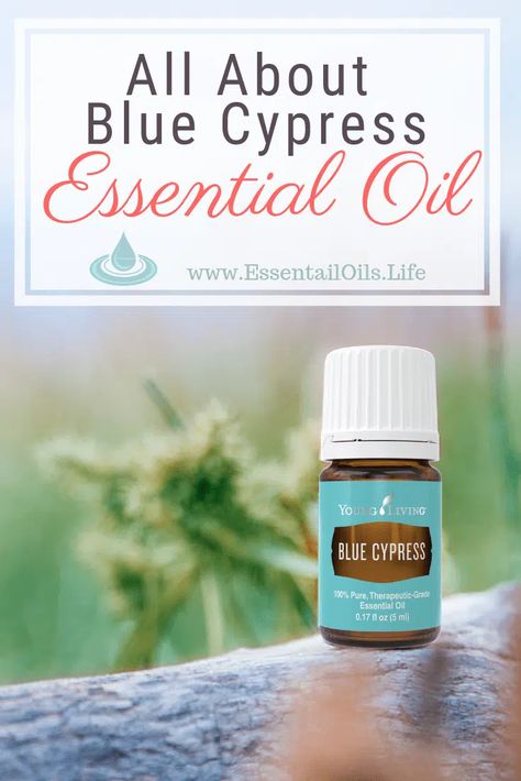 10+ Ways to Use Blue Cypress Essential Oil, & FAQ Blue Cypress Diffuser Blend, Cypress Essential Oil Uses, Northridge Remodel, Essential Oil Blends For Sleep, Oil Blends For Sleep, Diy Diffuser Blends, Diy Diffuser, Blue Cypress, Dr Quinn Medicine Woman