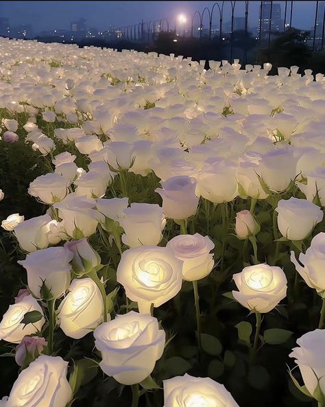 White Roses Wallpaper, Loss Of Love, Night Wallpapers, Flowers Stand, Poppy Garden, Light Blue Roses, Colour Flowers, White And Pink Roses, Nature Photography Flowers