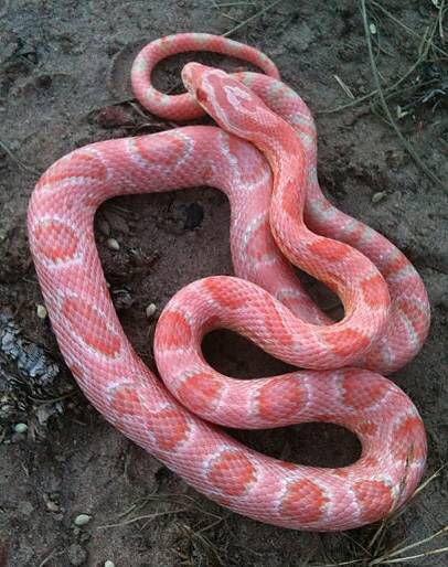 Beautiful Snow Corn Snake, Milk Snake, Baby Snakes, Cool Snakes, Pretty Snakes, Colorful Snakes, Corn Snake, Snake Lovers, Cute Reptiles