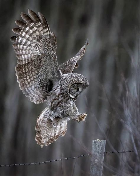 Great Gray Owl 🦉 Great Grey Owl Tattoo, Great Grey Owl Drawing, Owl Landing, Owl Character, Floral Mandala Tattoo, Mandala Tattoo Sleeve, Great Gray Owl, Androgynous Models, White Ink Tattoo