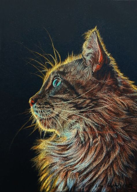 Colored Pencil Cat on Black Paper Colored Pencil Drawing On Black Paper, Colored Pencils On Black Paper, Prismacolor On Black Paper, Cat Colored Pencil Drawing, Sketching On Black Paper, Black Paper Art Colored Pencils, Things To Draw On Black Paper, Black Paper Drawing Colored Pencils, Color Pencil On Black Paper