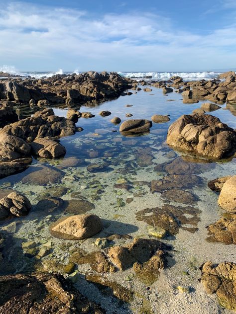 Tidepool Aesthetic, Tide Pool Aesthetic, Tide Pools Aesthetic, Tide Pool, The Life Aquatic Aesthetic, Ocean Conservation Aesthetic, Tide Pool Photography, Ocean Cave Aesthetic, Tidal Pool