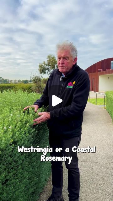 Hello Hello Plants on Instagram: "Coastal Rosemary is a hardy and attractive small shrub or hedge known for its remarkable versatility with white flowers.
Shop TODAY👇
https://www.thetutuguru.com.au/shop/buy-westringia-coastal-native-rosemary/

#hellohelloplants #coastalrosemary #melbourne #australia #nursery" Rosemary Hedge Design, Coastal Rosemary Landscape Design, Rosemary Garden Landscapes, Coastal Native Garden, Native Rosemary, Australia Nursery, Rosemary Hedge, Coastal Rosemary, Landscaping Around House