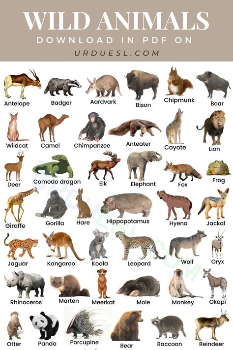 list of Wild Animals Name with Pictures Animals Name With Picture, Animals Name List, Wild Animals List, Names Of Birds, Animal Pictures For Kids, Animals List, Animals Name In English, Animal Infographic, Animals Name