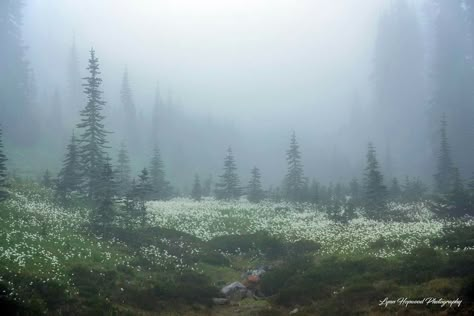 Foggy Meadow Aesthetic, Pacific Northwest Bedroom, Twilight Book Cover, Foggy Meadow, Pacific Northwest Aesthetic, July Morning, Foggy Weather, Soft Pastels Drawing, Foggy Mountains