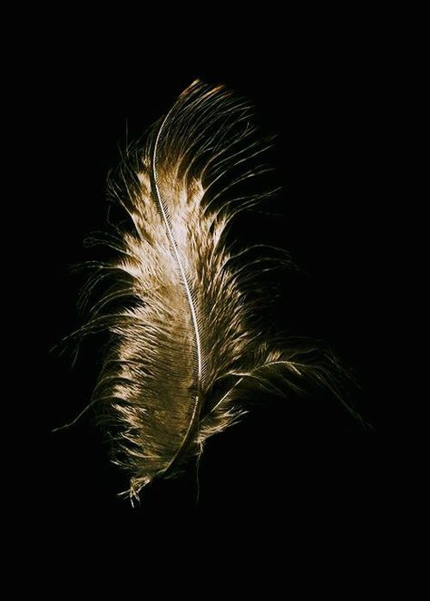 Golden Feather, Black And Gold Aesthetic, Yellow Feathers, Overlays Picsart, Gold Leaf Art, Girly Wall Art, Gold Aesthetic, Arte Fantasy, Black And Yellow