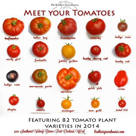 Tomato varieties Different Types Of Tomatoes, Fruits And Vegetables List, Tomato Varieties, Types Of Tomatoes, Varieties Of Tomatoes, Food Infographic, Types Of Fruit, Food Charts, Food Info