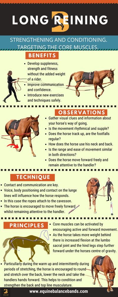 Part 3 Long Reining Long Lining Horse Training, Ground Work For Horses Exercises, Horse Ground Work Exercises, Horse Buying Checklist, Horse Training Exercises Groundwork, Groundwork Exercises For Horses, Horse Training Ground Work, Horse Obstacles, Horse Exercises Western