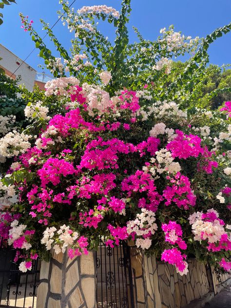 Bogenvilla Plant Aesthetic, Boganvillia Aesthetic, Bougenville Flowers, Nature Aesthetic Flower, Nature Aesthetic Pictures, Aesthetic Nature Photography, Backyard Trees, Flower Background Images, Garden Arches