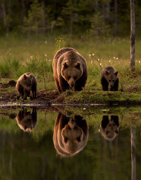 Photo Ours, Brown Bears, Bear Pictures, Bear Cubs, Grizzly Bear, Wildlife Animals, Animal Planet, Black Bear, Nature Animals