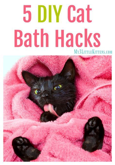 5 DIY Cat Bath Hacks. The How To Behind Giving Your Cat a Bath! Bath Hacks, Katt Diy, Kitty Care, Cat Information, Cat Tips, Cats Diy Projects, Cat Bath, Cat Hacks, Healthy Cat