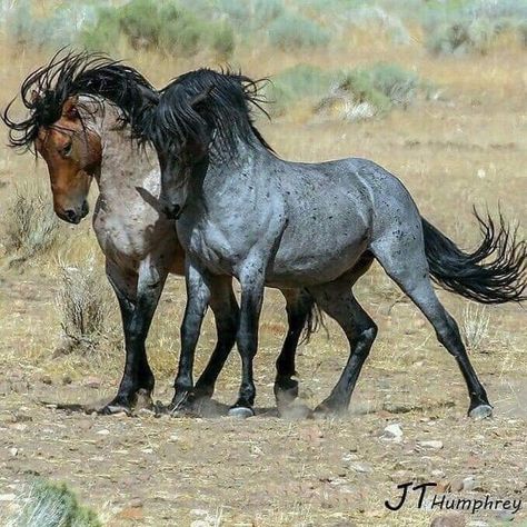 Blue Roan Horse, Mustang Horse, Quarter Horses, Blue Roan, Andalusian Horse, Wild Mustangs, Two Horses, Most Beautiful Horses, Pretty Animals