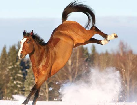 Relaxation Tips For Your Excited Horse Horse Field, Horse Playing, Horses In The Snow, Snow Field, Horse Poses, Animal Poses, Relaxation Tips, Horse Reference, Bay Horse