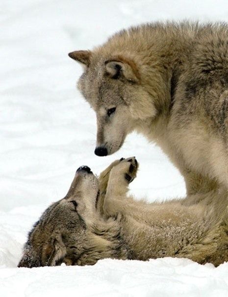 Wolves. ♥ Lup Singuratic, Wolf Love, Wolf Pictures, Beautiful Wolves, Wolf Spirit, Wild Dogs, Charlie Chaplin, Animal Love, The Wolf