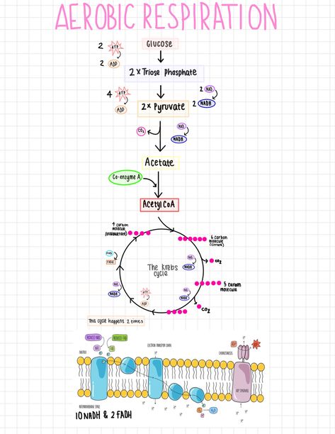 Aerobic Respiration, Carbon Molecule, A Level Biology, Ipad Notes, Butter Knife, Biology, Ipad, Butter, Science