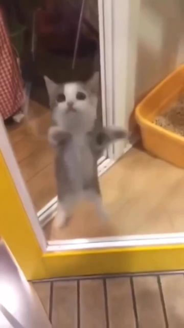 Lil Paws 🐾 on Instagram: "Jump jump 😺 . . . #cuteanimal #cutecat #cutekitten" Happy Happy Happy Cat, Happy Cat Gif, Jumping Cat, Happy Kitten, Happy Memes, Cat Template, Funny Looking Cats, Cute Cat Memes, Cat Profile