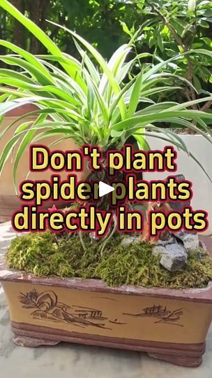 Spider Plant Topiary, Spider Plant Bonsai, Indoor Climbing Plants Ideas, Diy Plant Support Indoor, Outdoor Plant Shelf Ideas, Dried Plants Decor, Spider Plant Decor, Spider Plant Indoor, Garfield House