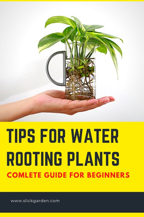 Propagating In Water, Water Rooting Plants, Grow Plants In Water, Hydro Plants, Best Plants To Propagate In Water, Growing Plants In Water, Plants You Can Propagate In Water, Plants That Can Live In Water, Plants In Water Vase