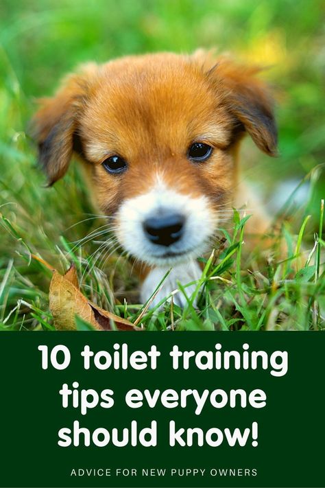 Toilet training should start as soon as your puppy joins your household. Here are our top ten easy to follow tips to successful toilet training! #puppy #puppies #puppyhacks #doghacks #puppytraining Weaning Puppies, Puppy Toilet Training, Puppy Quotes, Puppy School, Puppy And Kitten, Life With Cats, Training Puppies, Dog Advice, Pet Nutrition