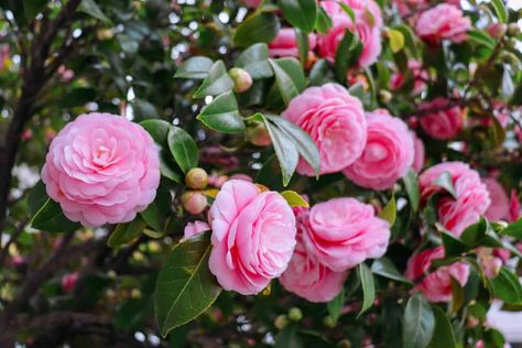 Growing Camellia Flowers: How to Plant, Grow and Care for These Winter Bloomers Coffee Grounds For Plants, Shrubs For Landscaping, Zone 9b, Seed Raising, Flowers Name, Flowering Quince, Arrowhead Plant, Florida Plants, Acid Loving Plants