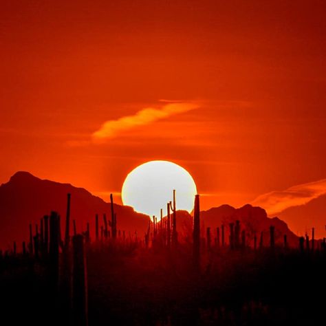 Sunset Desert Aesthetic, Orange Desert Aesthetic, Arizona Aesthetic, Bird Painting Acrylic, Desert Aesthetic, Usa Pictures, Aesthetics Wallpaper, Acid Art, Western Artwork