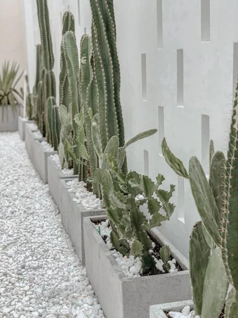 a concrete fence lined up with concrete planters with cacti and white pebbles are a super stylish modern combo for a desert space Tropical Garden Design Landscaping, Landscaping Ideas For Backyard, Landscaping Tropical, Backyard Garden Landscaping, Tropical Landscaping Ideas, Corner Garden Ideas, Space Garden, Tropical Garden Design, Ideas For Backyard