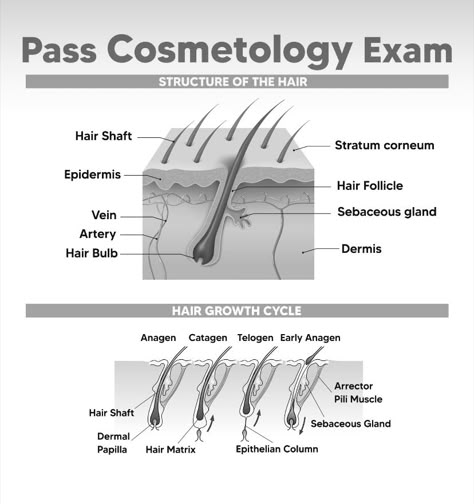 Cosmetology Activities, Cosmology School, Cosmetology School Essentials, Cosmetology Worksheets, Hairdresser Tips, State Board Cosmetology, Cosmetology Teacher, Cosmetology School Notes, Cosmetology School Tips Student