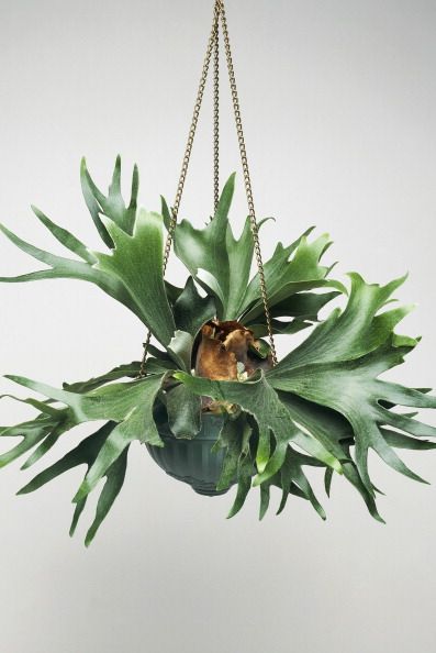 Unusual Houseplants, Elkhorn Fern, Fern Planters, Indoor Ferns, Staghorn Fern, Fall Planters, Plant Wishlist, Fern Plant, Container Gardening Vegetables