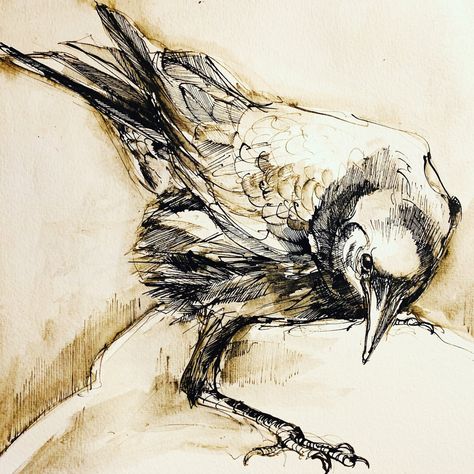 Crows Drawing, Crow Painting, Pen Ink Drawings, Bird Sketch, Animal Illustration Art, Quill Pen, Crow Art, Creation Art, Raven Art