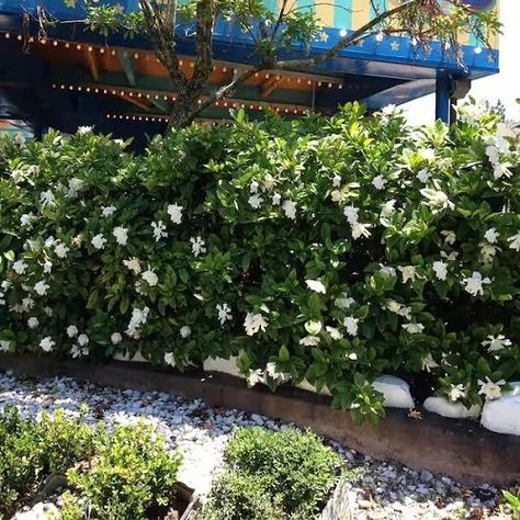 Botanical Name: Gardenia jasminoides ‘August Beauty’ For those who appreciate the presence of flowers in addition to privacy, this one fits the bill! Prune it regularly to promote more branches. Gardenia Garden Ideas, Evergreen Shrubs For Privacy, Gardenia Landscaping, August Beauty Gardenia, Gardenia Garden, Gardenia Jasminoides, Small House Garden, Companion Planting Vegetables, Shrubs For Privacy