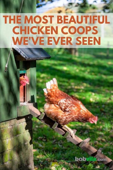 Backyard Chicken Coop Ideas, Chicken Hacks, Fancy Chicken Coop, Inside Chicken Coop, Urban Chicken Coop, Chicken Coop Ideas, Backyard Chicken Coop, Small Chicken Coops, Cute Chicken Coops