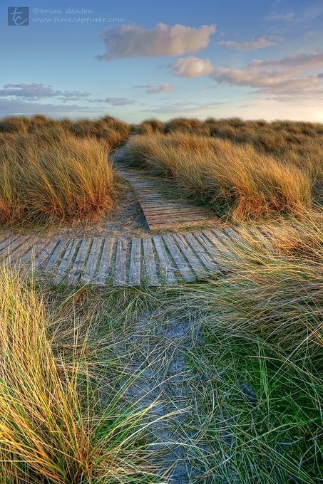 Ornamental Grass Landscape, Beach Landscaping, Landscaping Garden Design, Autumn Beach, Dunes House, Grass Landscape, Center Parcs, Eco Garden, The Road Not Taken