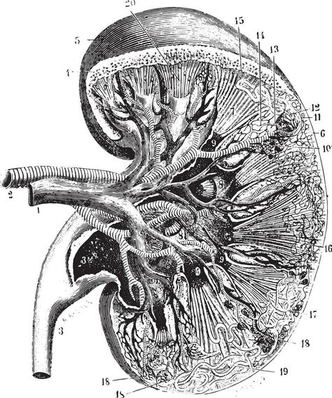 Kidney section, vintage engraving. A Level Art Themes, Art Theme Ideas, Vintage Medical Art, Anatomy Prints, Medicine Illustration, Medicine Art, Medical Images, Engraved Illustration, Medical Drawings