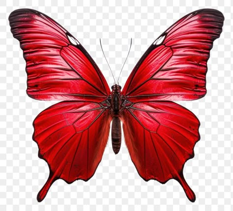 Dark Red Butterfly, Red Butterfly Sticker, Animal Markings, Butterfly Transparent Background, Butterfly Animal, Pink Butterfly Transparent Background, Png Butterfly, Butterfly Bouquet, Animal Body Parts